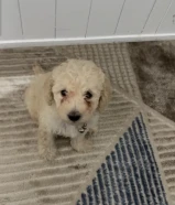 ذكر بودل عمره شهرين