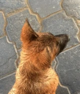 جرو بعده متخصص لحماية