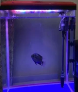 Fish tank with flowerhorn for sale