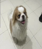 كلب شيتزو لطيف للبيع