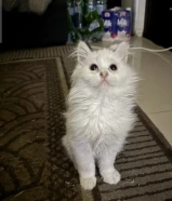 قطه شيرازي كيتن للبيع