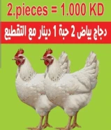 للبيع دجاج فرنسي بياض