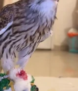 غاديلي طير باشق