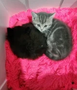 British Long Hair breed kittens