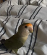 طير روز للبيع