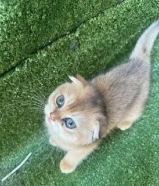 بيع قطة ام سكوتش فولد مع اولادها ومع اغراضهم