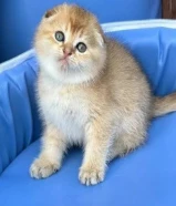 للبيع كيتن عمره شهرين برتش شورت هير و واحد سكوتش فولد بيور قولد قابل للمساومه