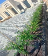 ابو عمرو تنسيق وصيانة الحدائق الكويت