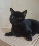 قطه انقاذ للتبني، التواصل واتساب