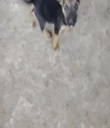 للبيع كلب بوليسي