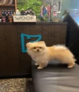 كلبه بومرينيان كيوته وهاديه تلعب