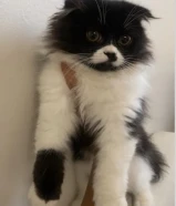 سكوتش فولد لونق هير