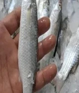 سمك طازج يوميا من البحر الي