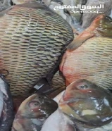 أسماك طازجة يوميا من البحر إلى المائده تنضيف وتوصيل جميع مناطق الكويت ثقتكم بنا تبدأ من التجربة
