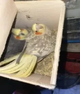 فرصة ما تتعوّض – زوج كوكتيل منتج