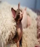 500 KWDكتنز سفنكس- Sphynx kittens