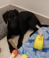 Male Labrador puppy 3 months old . جرو لابرادور ذكر ثلاث شهور