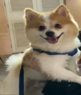 كلب ذكر بومرينيان فوكس للبيع Male Pomeranian Fox dog for sale