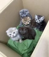 قطط سكوتش فولد للبيع