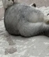 للبيع برتش شورت هير بيور