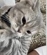 قطه سكوتش ستريت للتزاوج ( انثى