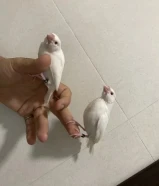 جاوا ربوه انتاج الكويت