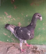 للبيع مداين