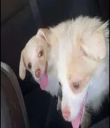 للبيع جلاب ذكر ونثيه معاهم جوازهم وباقي لهم اخر تطعيمه