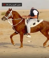 للبيع حصان بولش بلدي