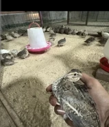 فري سمان غير مطعم