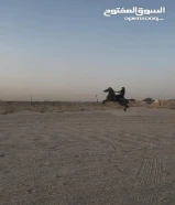حصان مصري بيعه بلدي مواليد 23