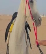 فرس عربيه بلدي