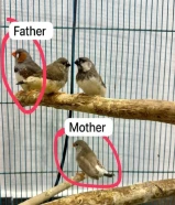 Quality zebra finch family