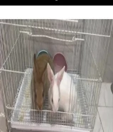 ارانب معا القفص والاكل وصحن الماي وصحن الاكل
