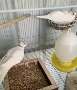 للبيع يوز ياكريم مقحف