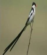 طيور الجنه / زيبرا