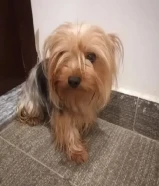 Yorkshire terrier