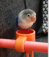 ببغاء لوف بيرد [فيشر]للبيع (ثلاث إناث جاهزات للإنتاج أحدهم سبق لها وضع البيض)