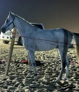 حصان بلدي هادي والبيع سريع واموره طيبه كلها وتوني مقلمه ومركب حذوه قدام فقط