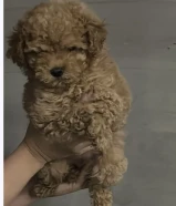 كلب توي بودل انثى بيور