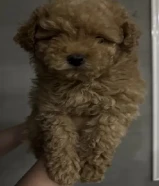 كلب توي بودل انثى بيور