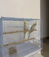 طيور كروان للبيع