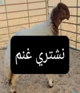 نشتري غنم ومعزا والدفع كاش