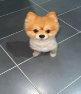 كلب بوميريانيان