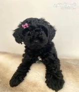 Toy poodle