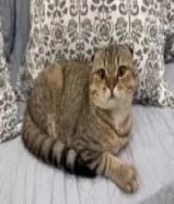 قط سكوتش فولد