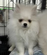 Male Pomeranian