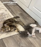 كتن للبيع مع اغراضهم متعودين على اللتر بوكس