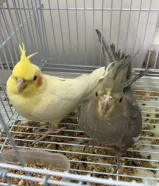 للبيع كوكتيل