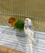 ‏للبيع طير حب وفشر ‏مع قفص وأغراضهم وأكله وألعابهم تواصل واتساب الصامل يبشر بالخير